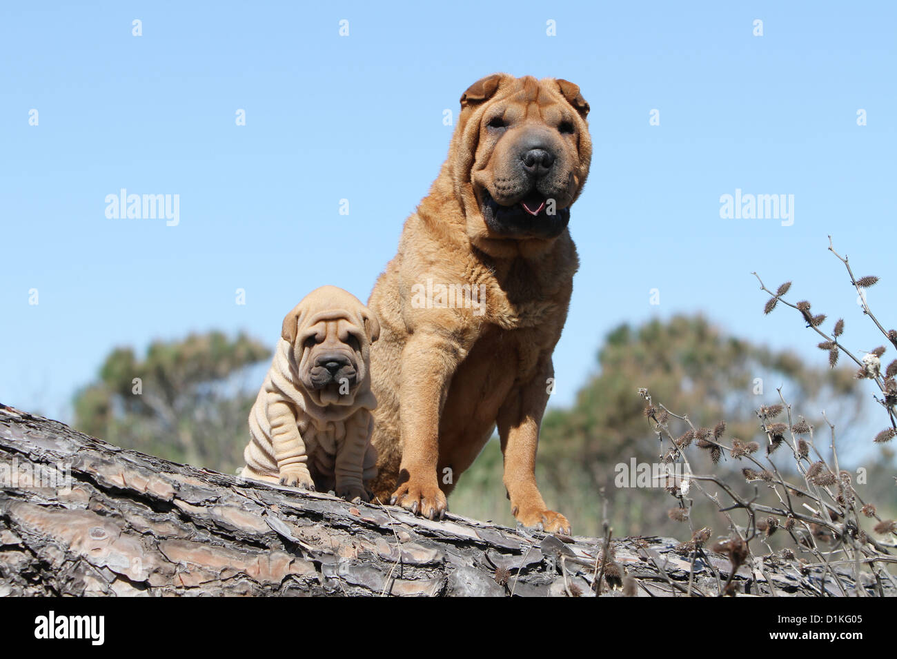 Shar Pei chien et chiot fauve rouge adultes assis sur un bois Banque D'Images