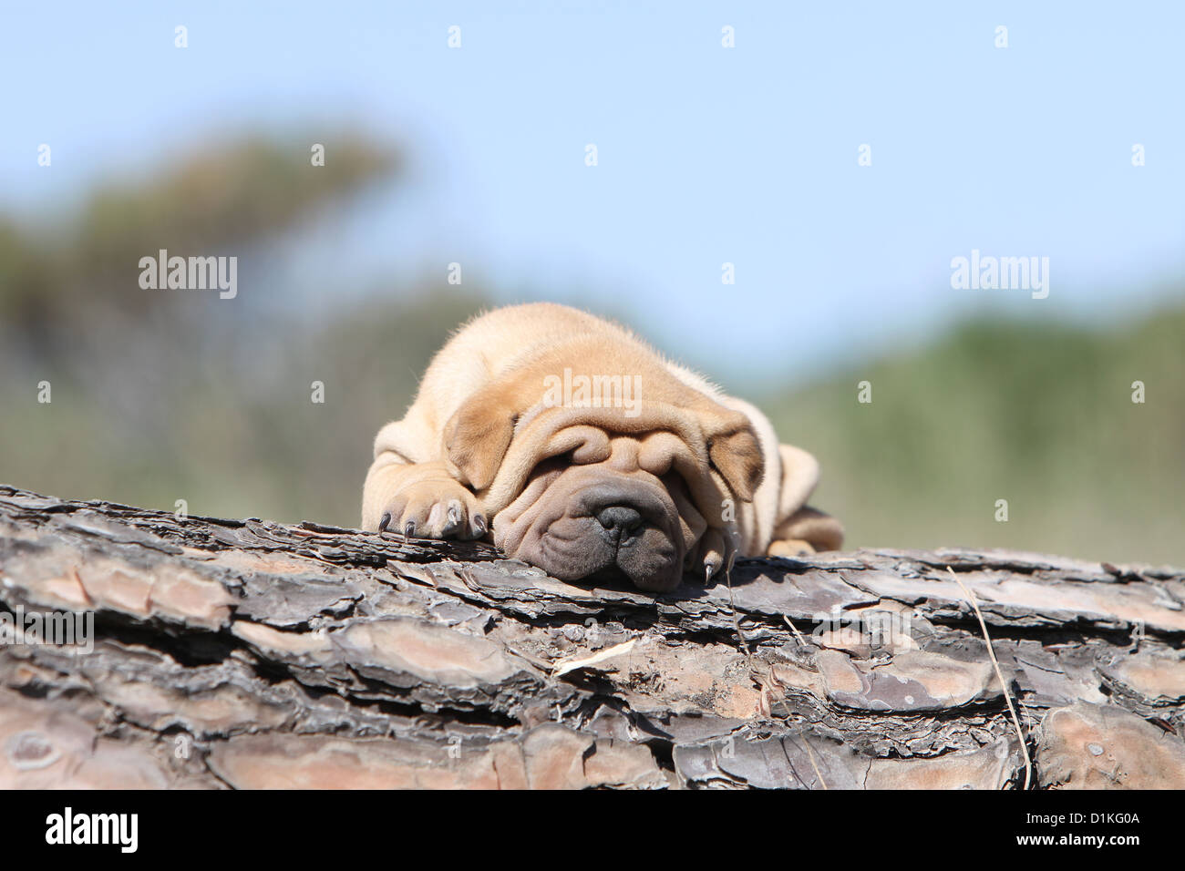 Chiot Chien Shar Pei couché sur un bois rouge-rouge fauve fauve Banque D'Images