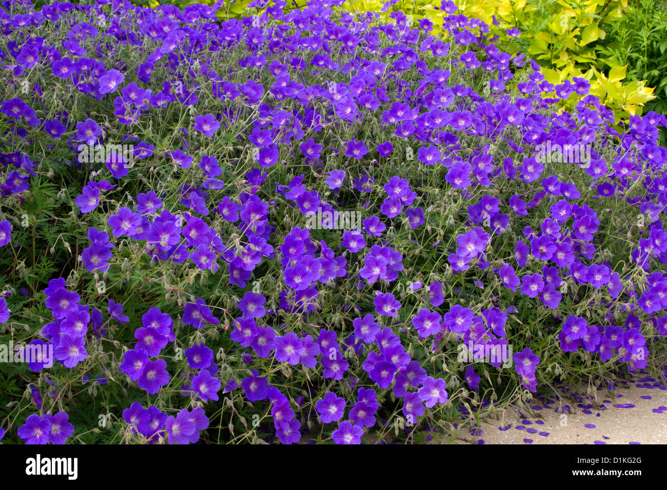 Été 2012 géranium vivace Banque D'Images