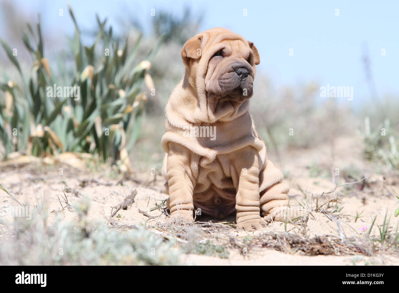 Chien Shar Pei puppy sitting Banque D'Images