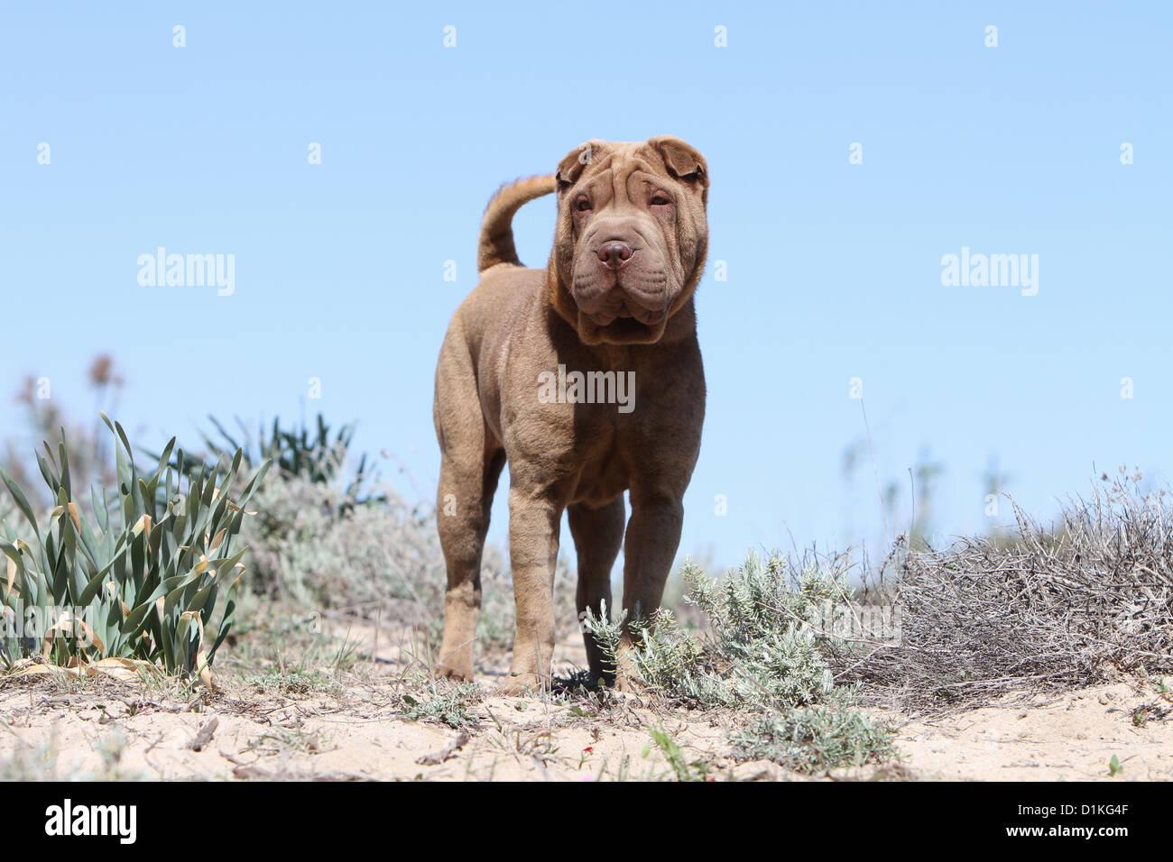 Chien Shar Pei chocolat adultes debout face Banque D'Images