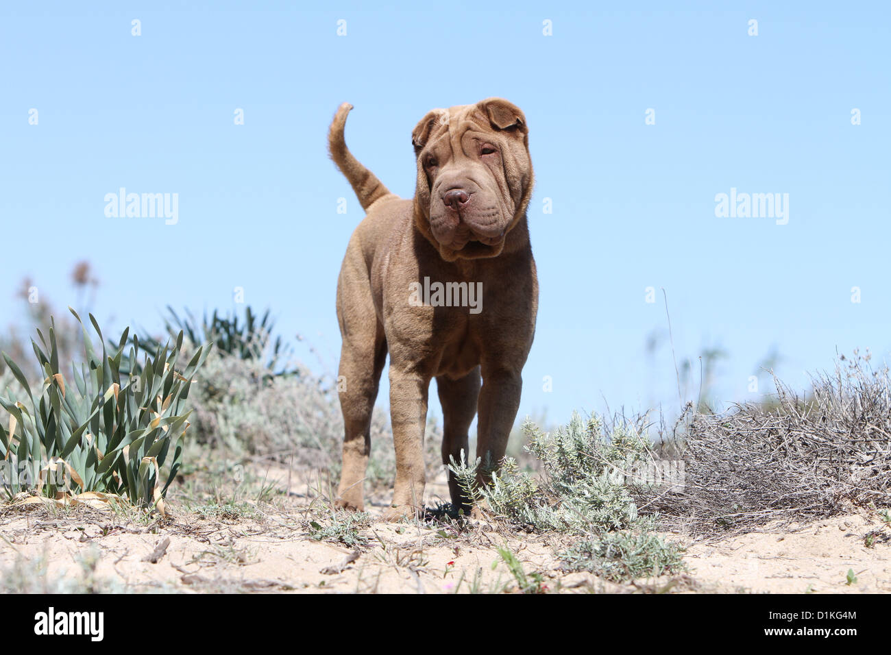 Chien Shar Pei chocolat adultes debout face Banque D'Images