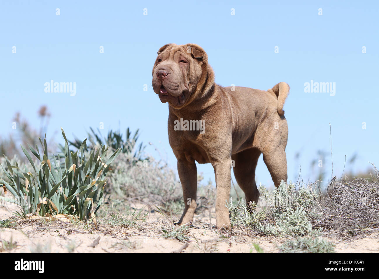 Shar Pei chien debout profil standard Banque D'Images
