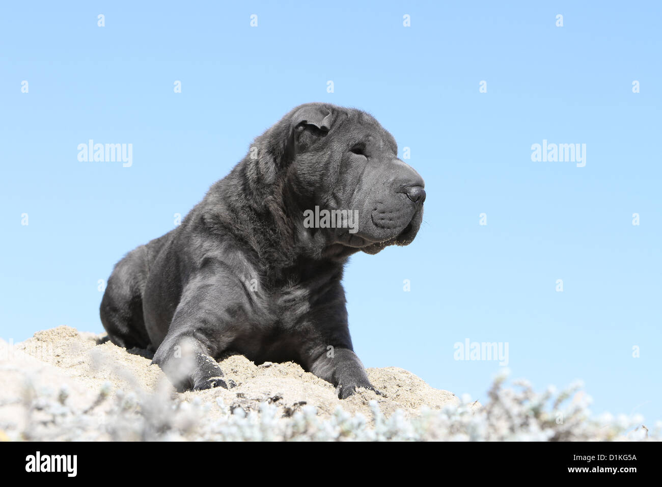 Chien Shar pei Banque D'Images