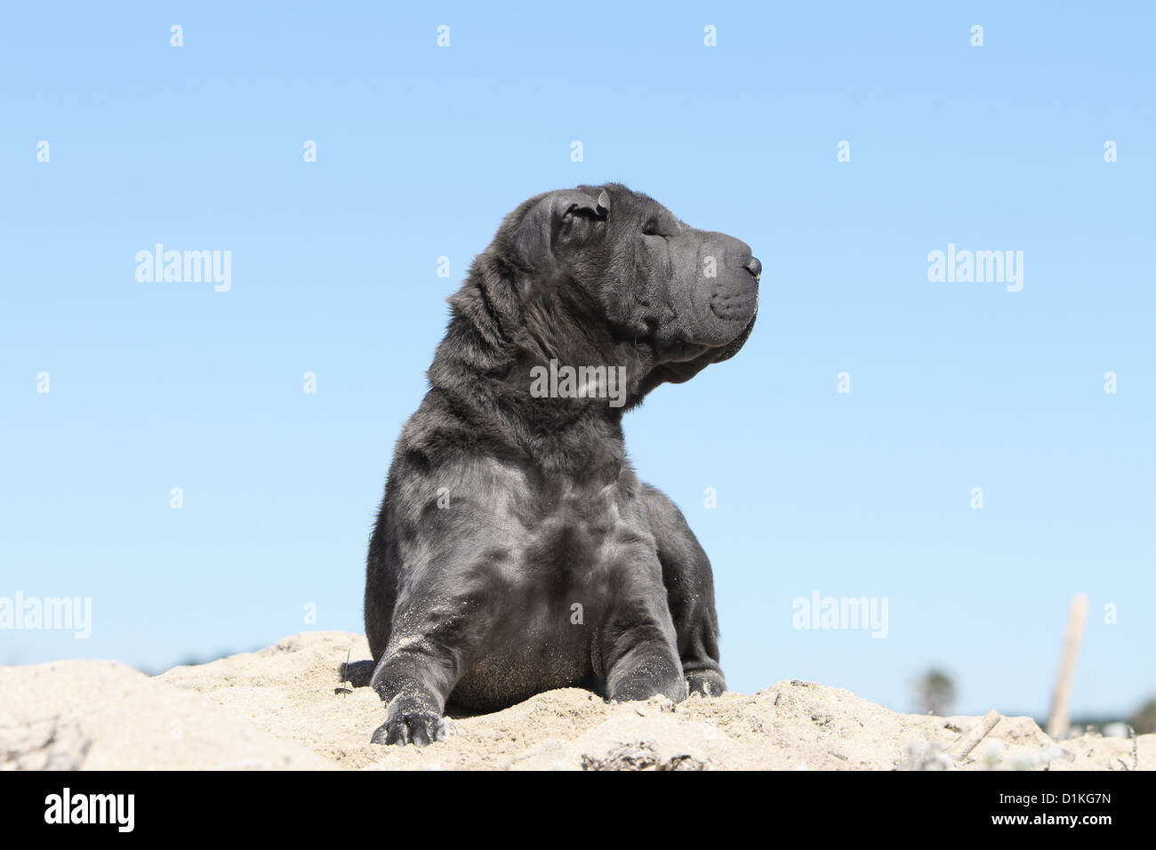 Chien Shar Pei bleu adultes couché Banque D'Images