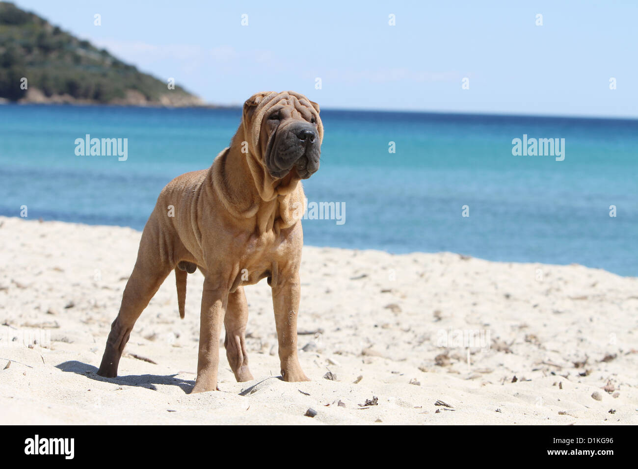 Shar Pei chien debout profil standard Banque D'Images