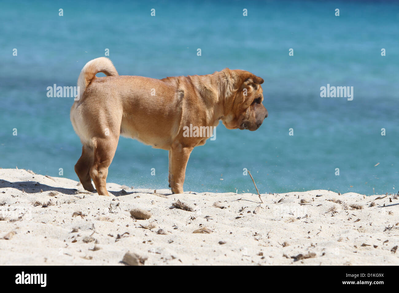 Shar Pei chien debout sur la plage Banque D'Images