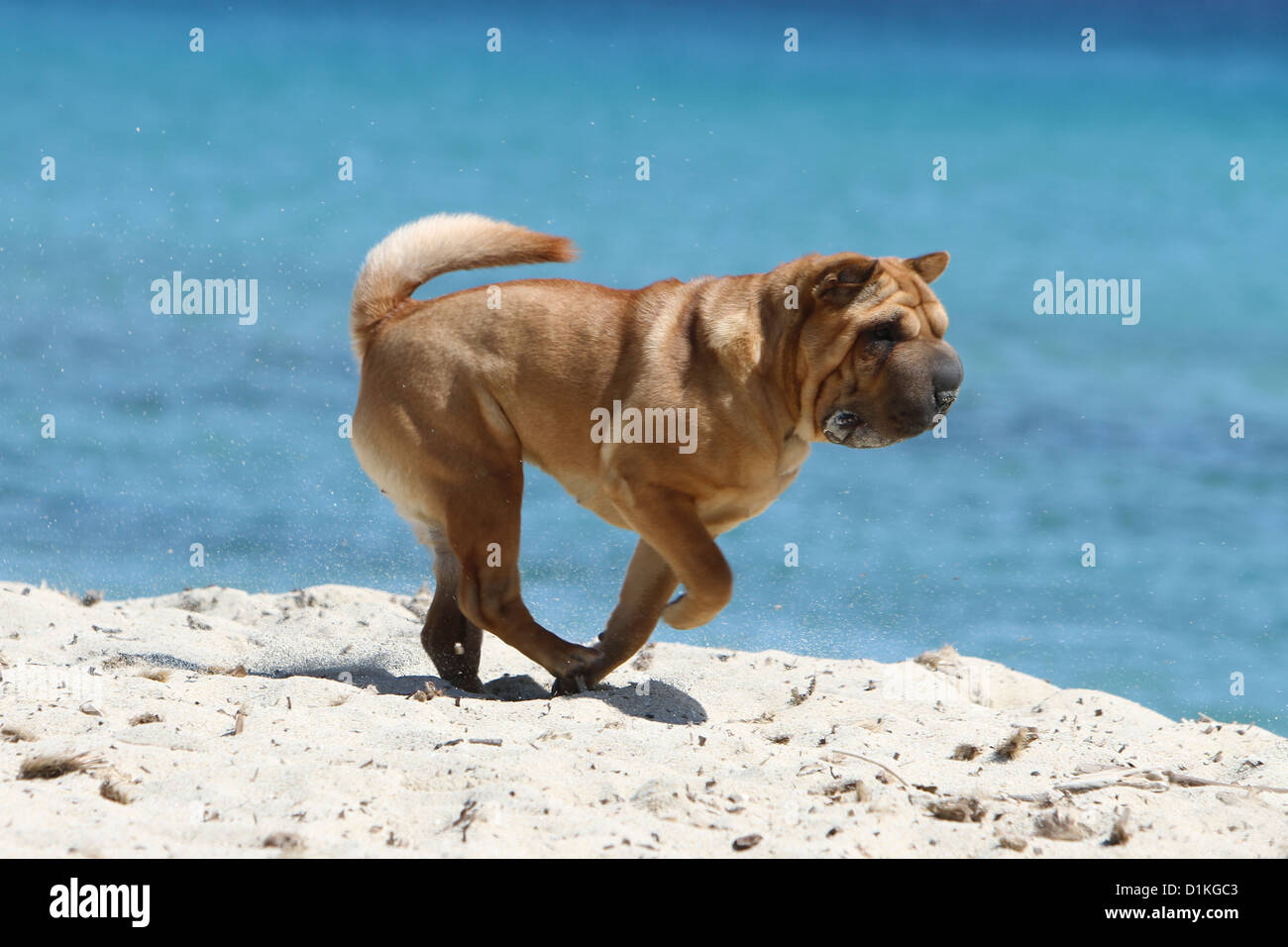 Chien Shar Pei des profils d'exécution sur la plage Banque D'Images