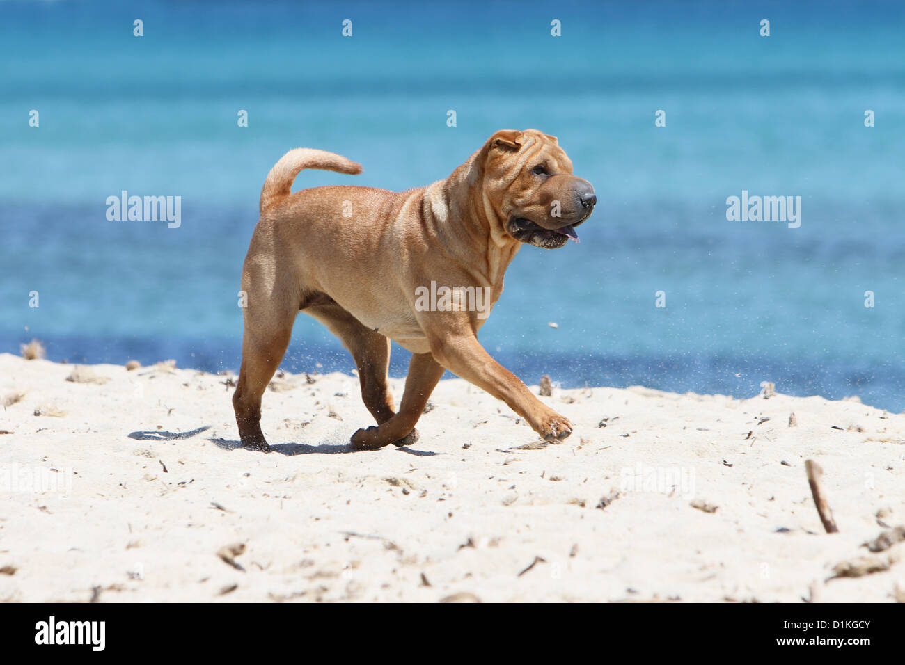 Chien Shar Pei des profils la marche sur la plage Banque D'Images