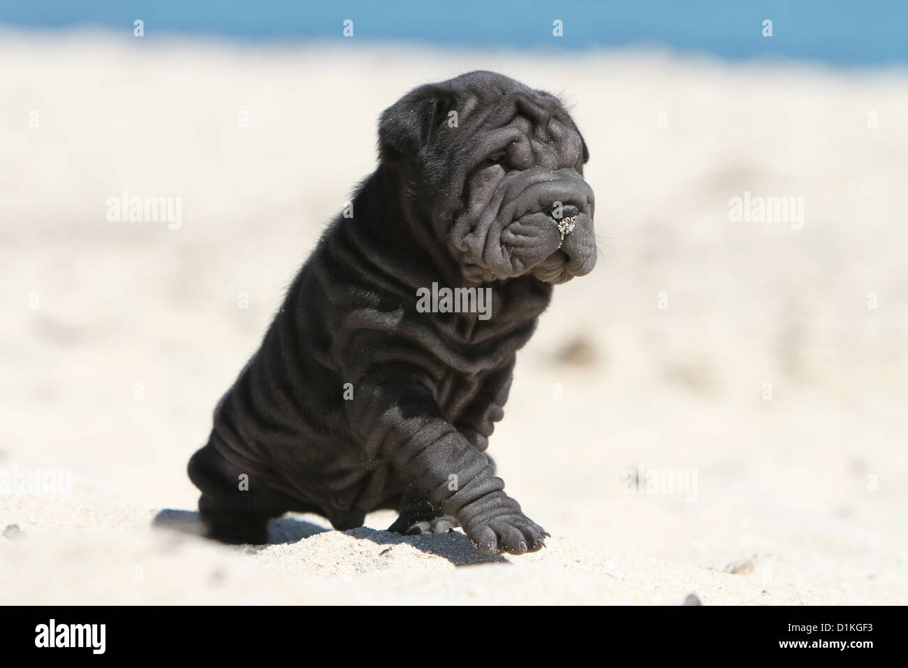 Chiot Chien Shar Pei noir assis sur la plage Banque D'Images