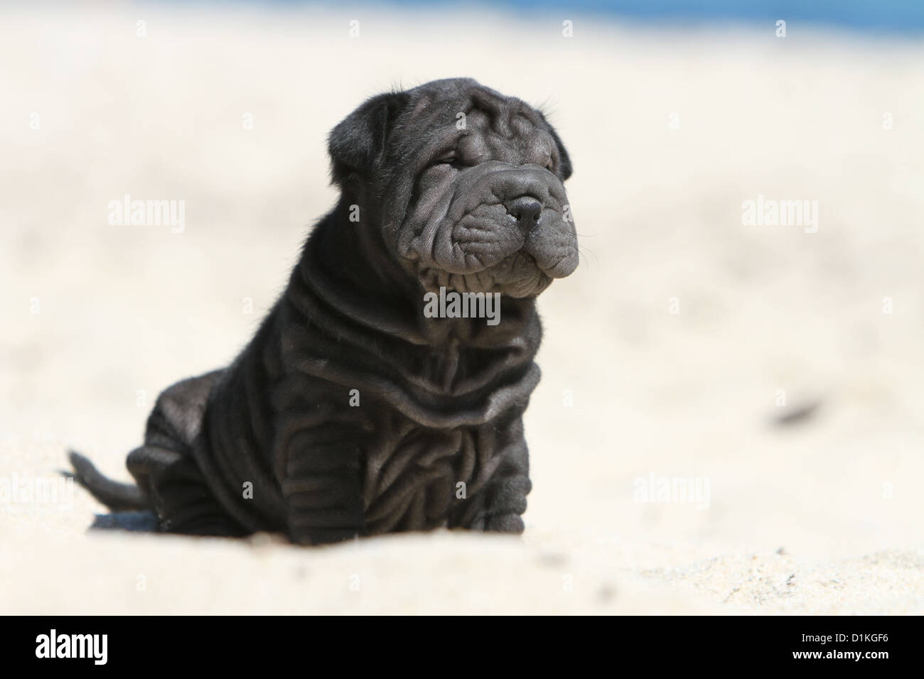 Chiot Chien Shar Pei noir assis sur la plage Banque D'Images