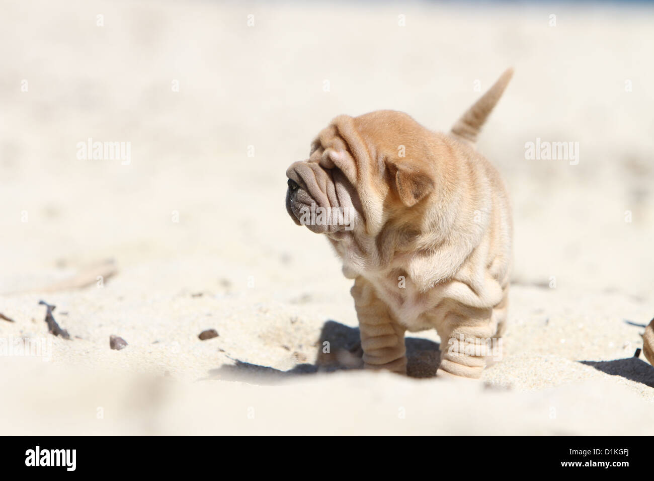 Chien Shar Pei fauve chiot debout sur la plage Banque D'Images