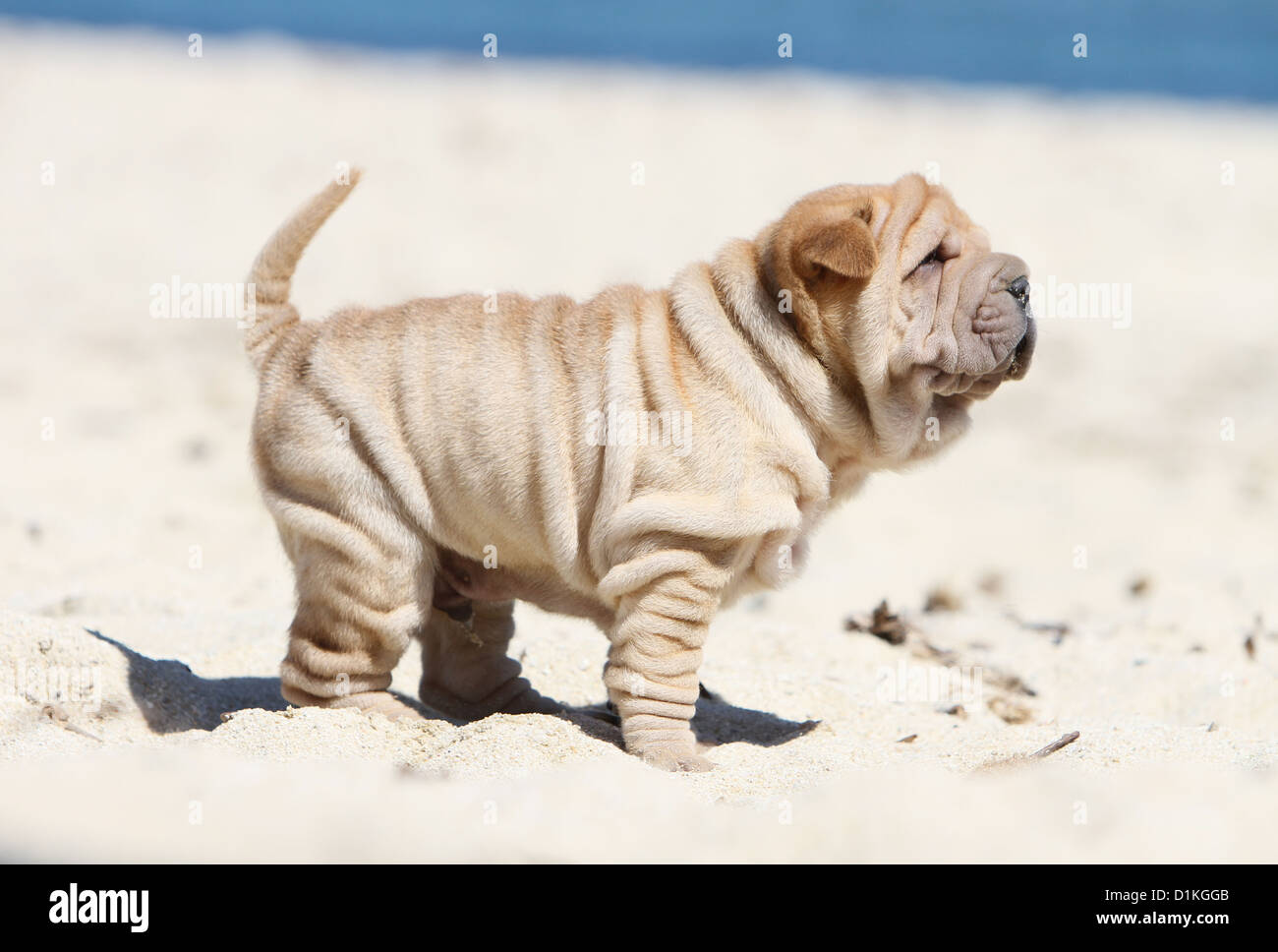Chien Shar Pei fauve chiot debout sur la plage Banque D'Images