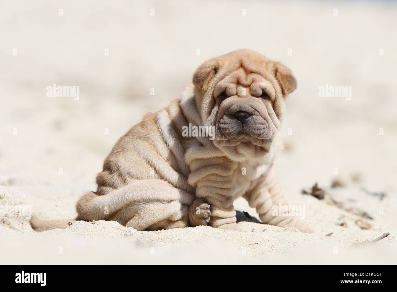 Chien Shar Pei fauve chiot assis sur la plage Banque D'Images