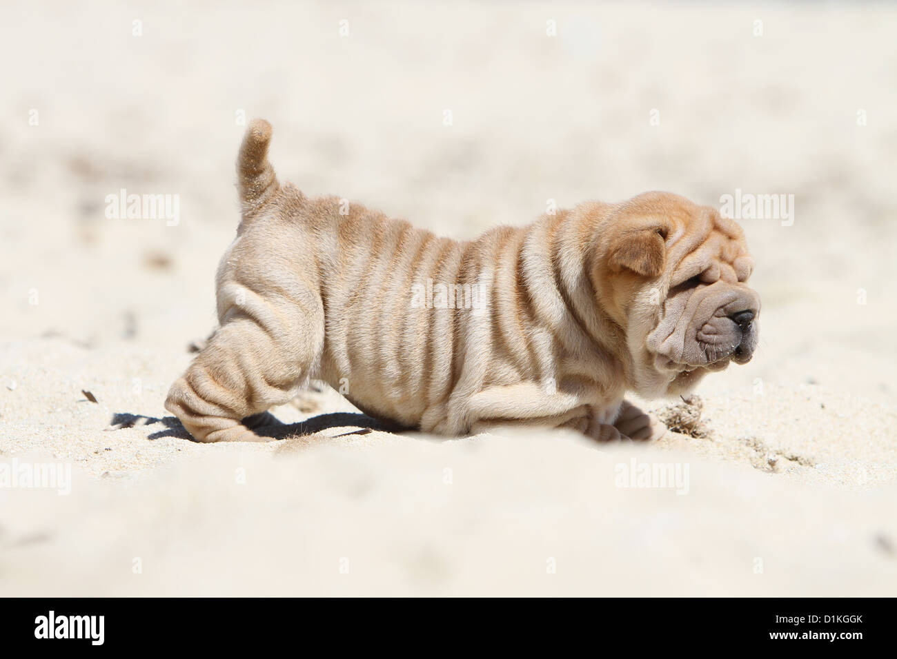 Chien Shar Pei fauve chiot debout sur la plage Banque D'Images