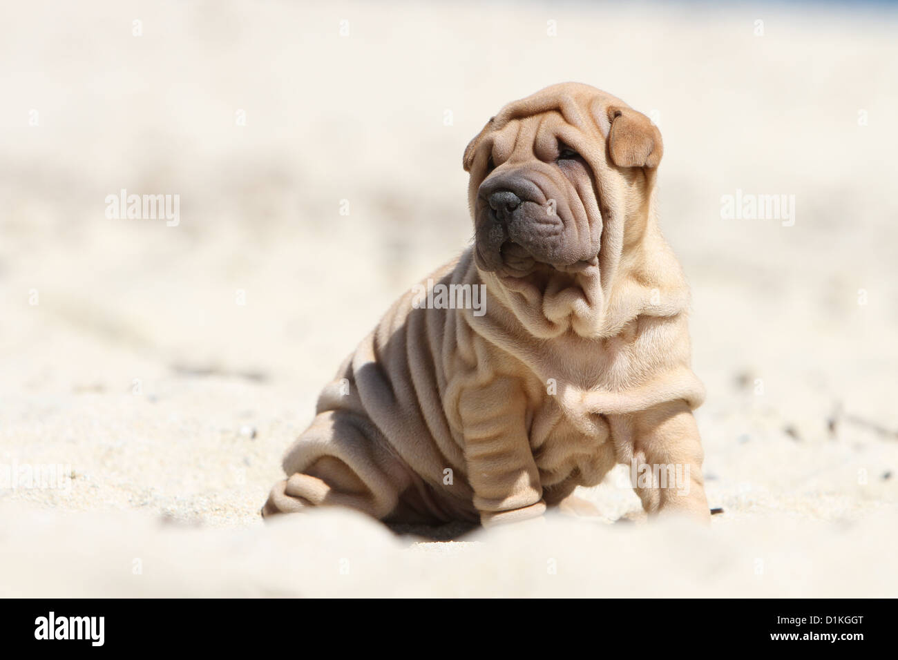 Chien Shar Pei fauve chiot assis sur la plage Banque D'Images