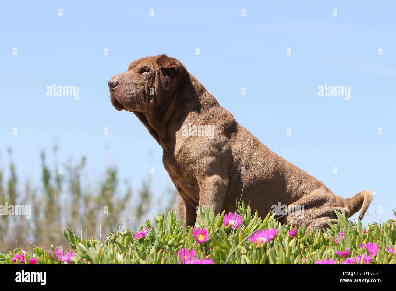 Chien Shar Pei chocolat adultes profil assis Banque D'Images