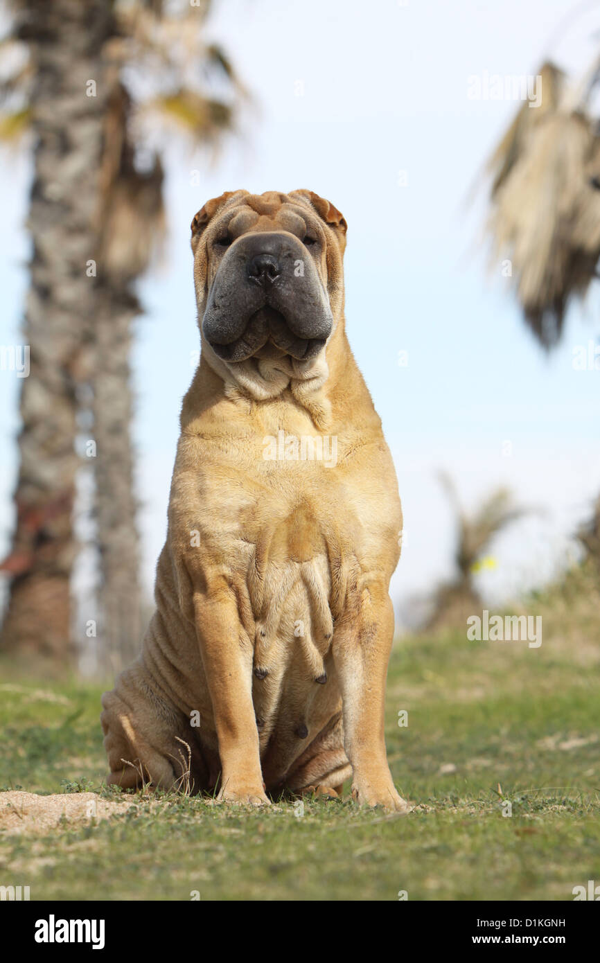 Chien Shar Pei sable adultes séance portrait Banque D'Images