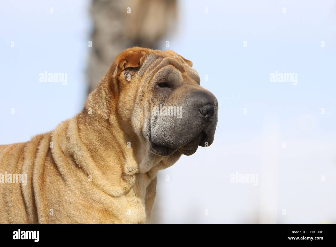 Chien Shar Pei profil portrait adultes sable fauve Banque D'Images