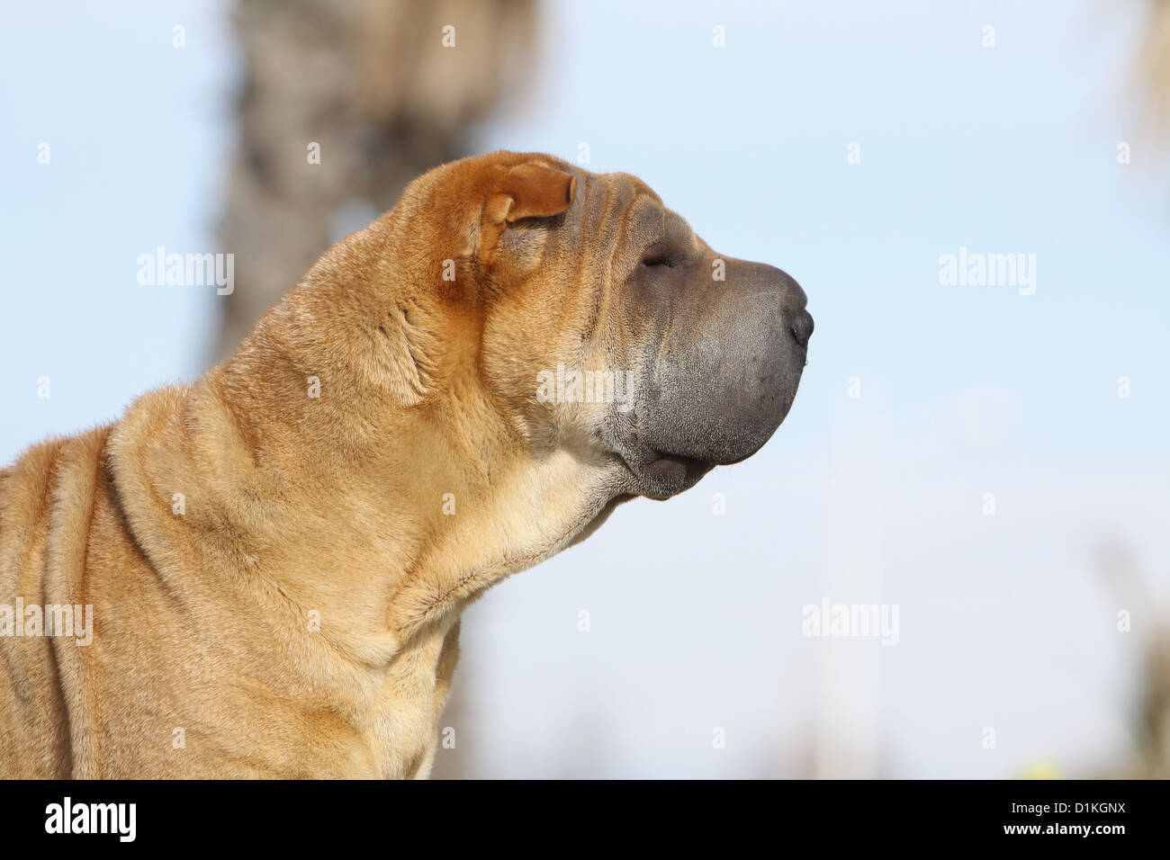 Chien Shar Pei profil portrait adultes sable fauve Banque D'Images
