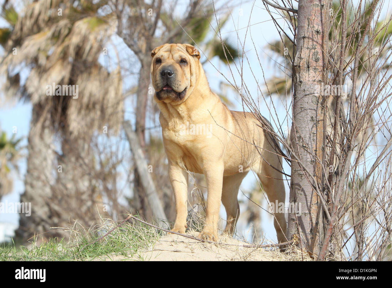 Chien Shar Pei sable adultes debout sur la plage Banque D'Images