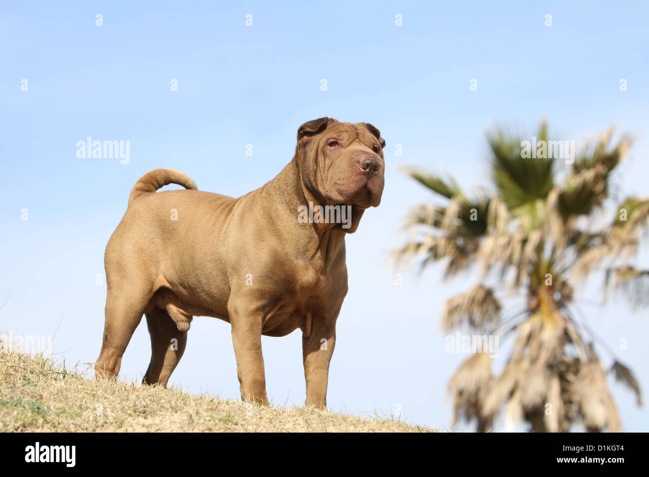 Shar Pei chien debout profil standard Banque D'Images