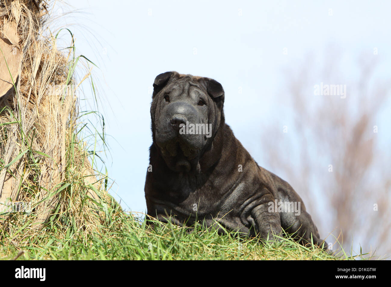 Chien Shar Pei noir adultes couché Banque D'Images