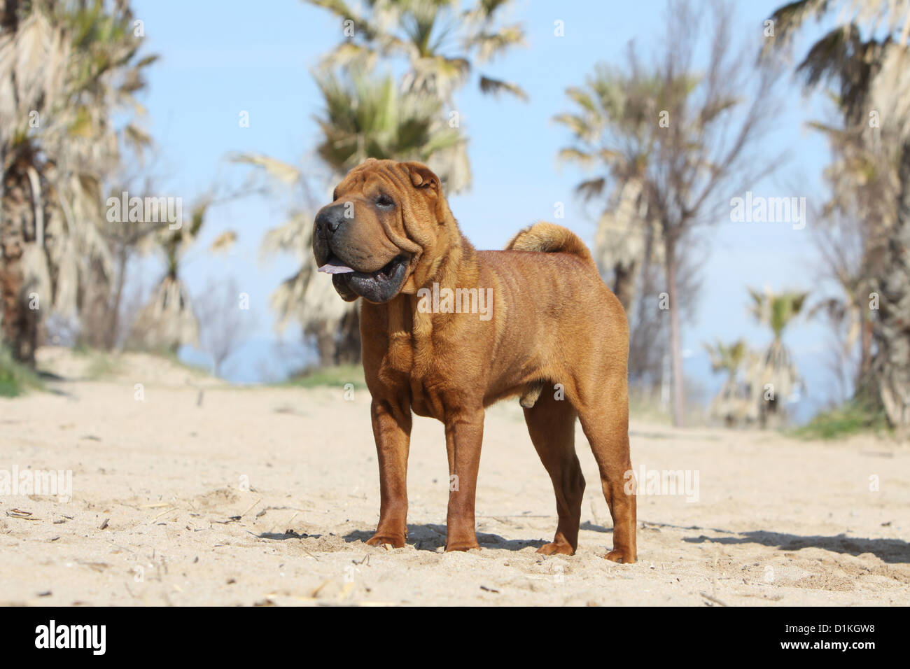Chien Shar Pei profil type debout sur la plage Banque D'Images