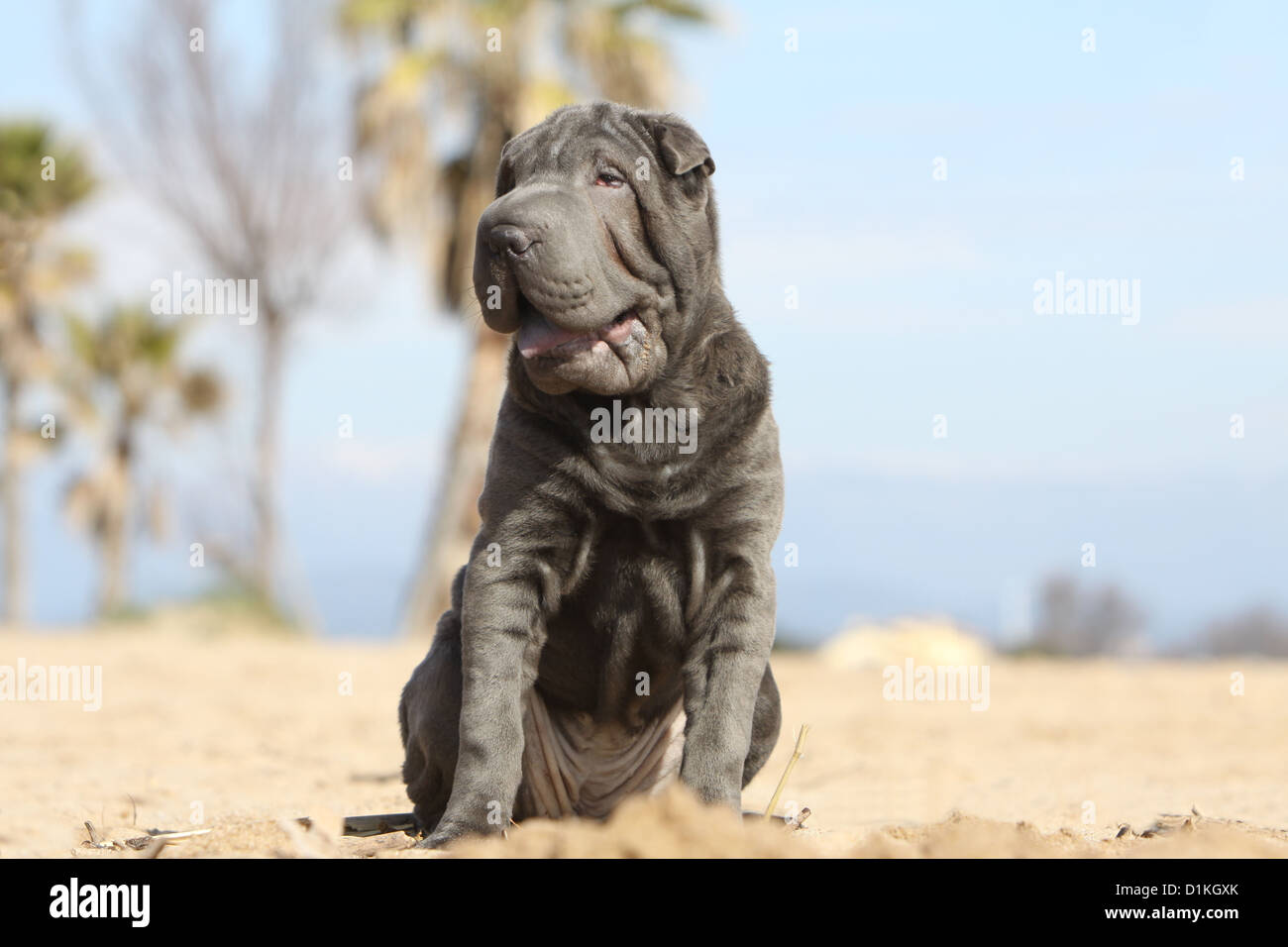 Chien Shar Pei bleu adultes assis sur la plage Banque D'Images