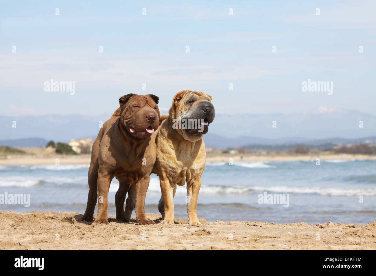 Chien Shar Pei deux adultes l'article chocolat rouge fauve Banque D'Images