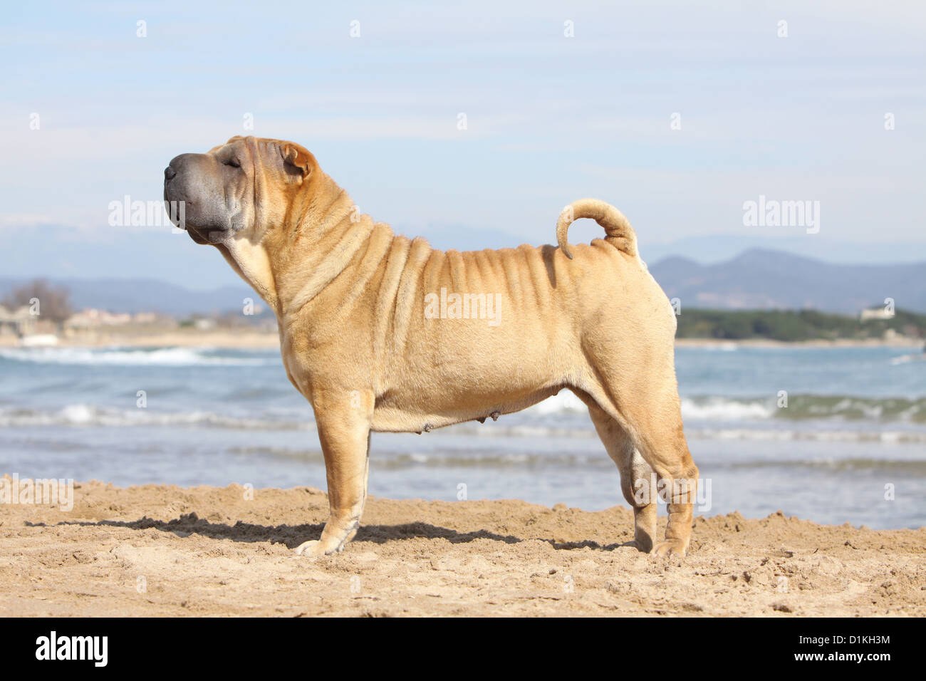 Shar Pei chien debout profil standard Banque D'Images