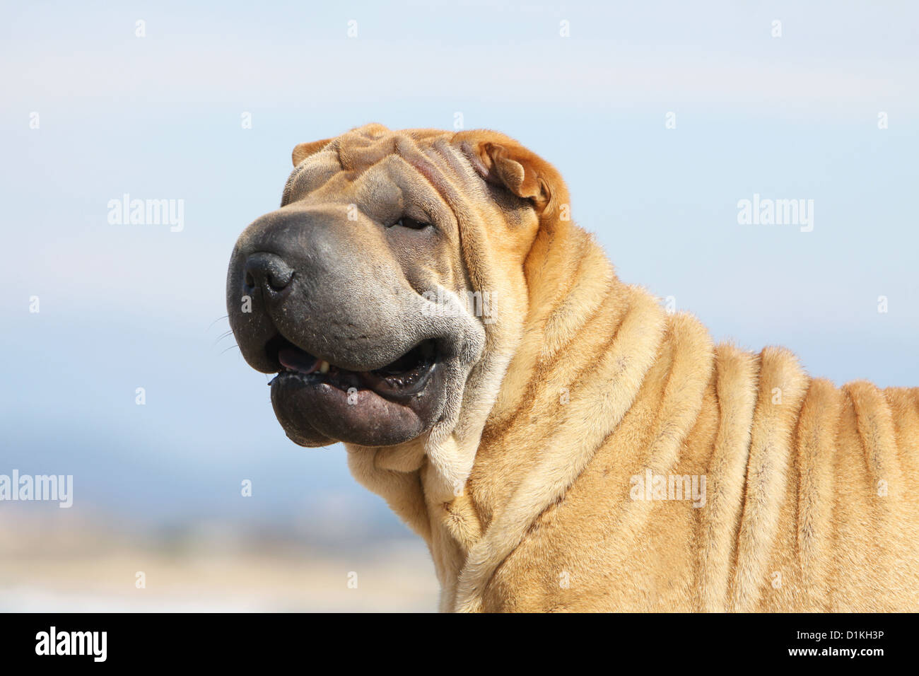 Portrait de chien Shar Pei profil adultes rouge sable fauve Banque D'Images