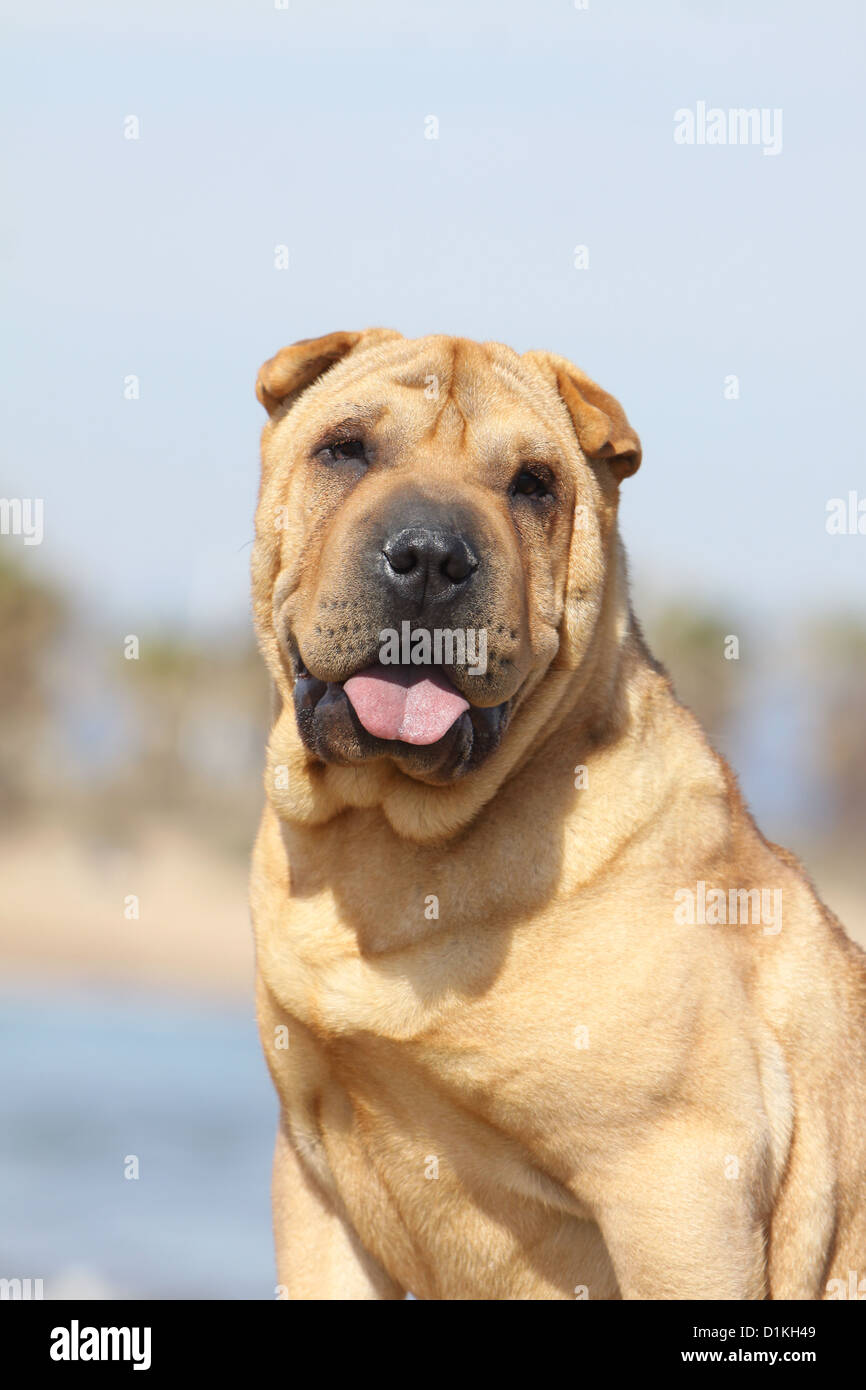 Chien Shar Pei sable fauve face portrait adultes Banque D'Images