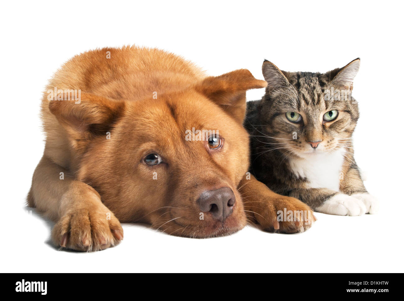 Chien Et Chat Ensemble Sur Fond Blanc Photo Grand Angle Photo Stock Alamy