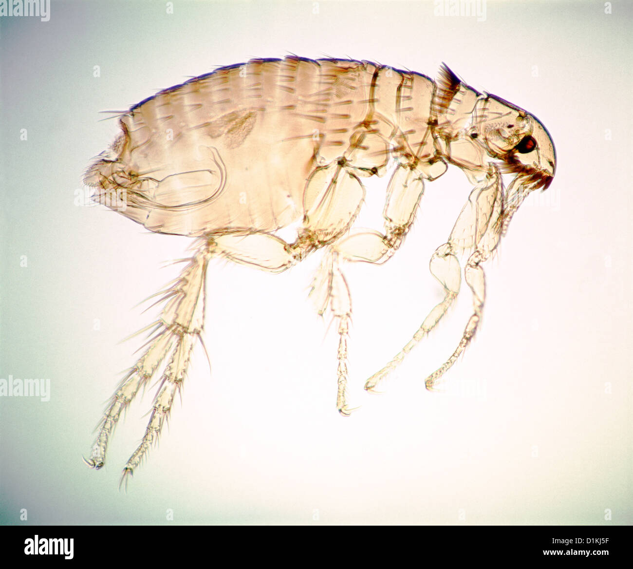 La puce du chat ou chien (ctenocephalides sp./ctenocephalides canis) spécimen mâle, observer l'organe copulateur ; produits et de parasites de chiens et chats / studio 20x Banque D'Images