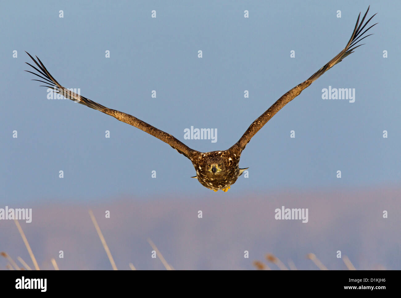 Pygargue à queue blanche (Haliaeetus albicilla) flying juvéniles en hiver Banque D'Images