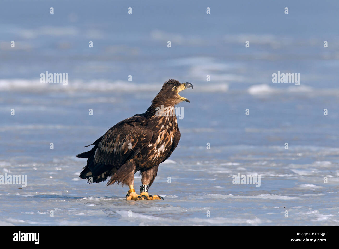 Le phoque annelé pygargue à queue blanche (Haliaeetus albicilla) enfants avec des bandes sur les jambes appelez de glace du lac gelé en hiver Banque D'Images