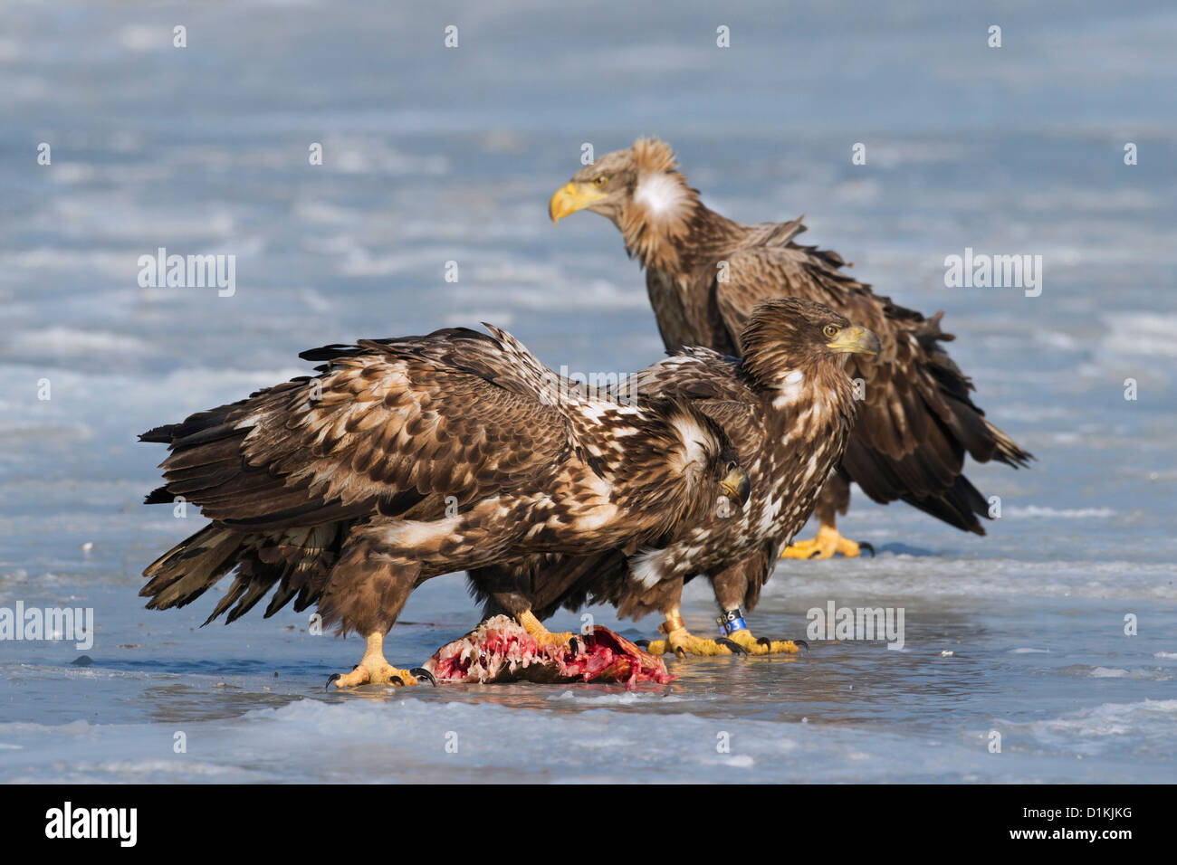 Pygargue à queue blanche (Haliaeetus albicilla) avec les juvéniles de poissons sur la glace du lac gelé en hiver Banque D'Images