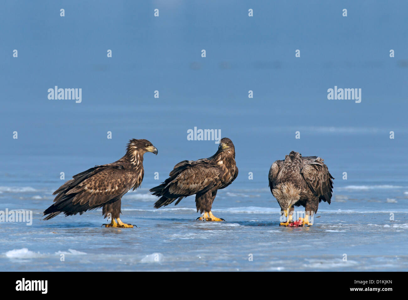 Pygargue à queue blanche (Haliaeetus albicilla) avec les juvéniles de poissons sur la glace du lac gelé en hiver Banque D'Images