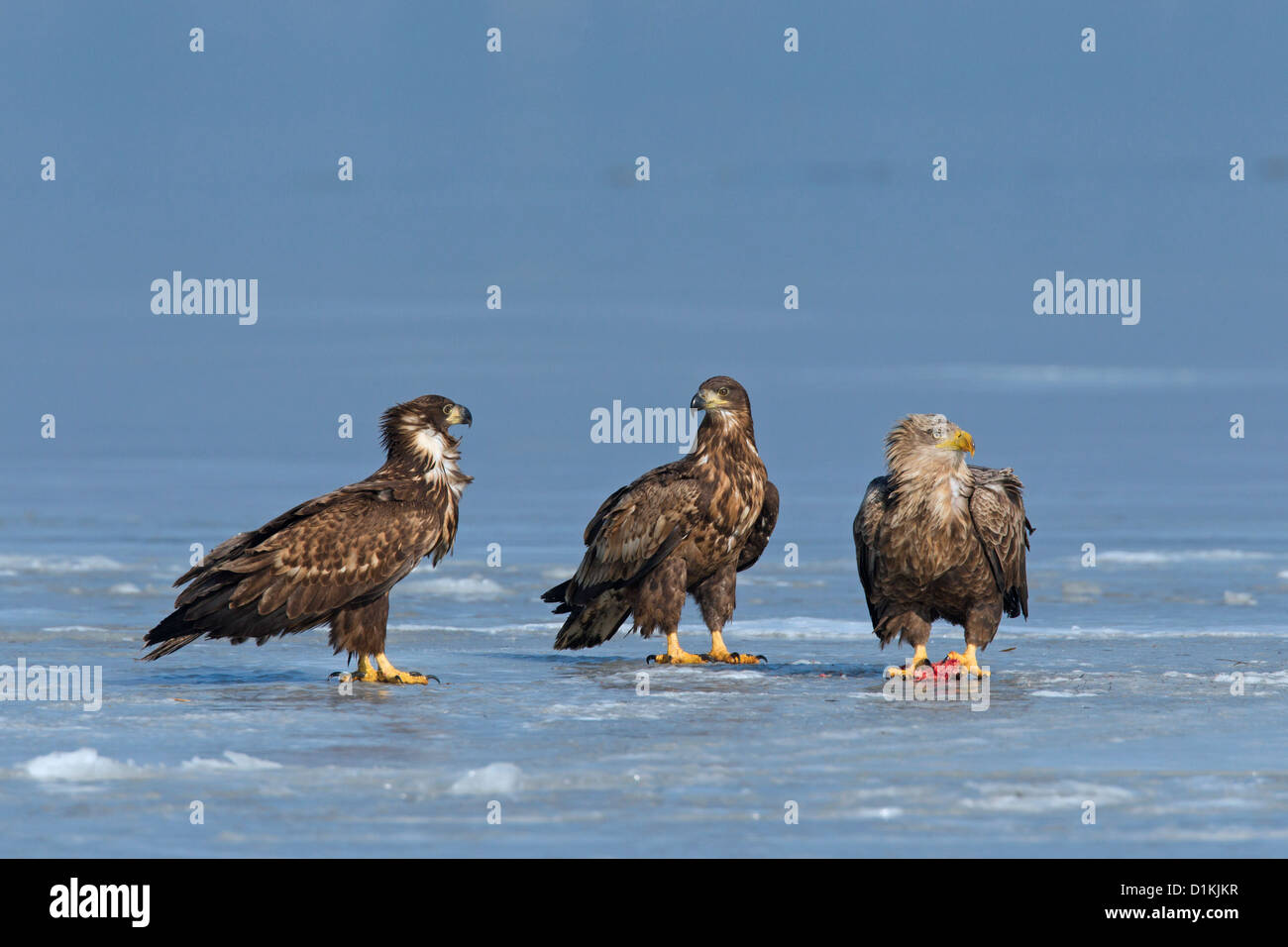 Pygargue à queue blanche (Haliaeetus albicilla) avec les juvéniles de poissons sur la glace du lac gelé en hiver Banque D'Images