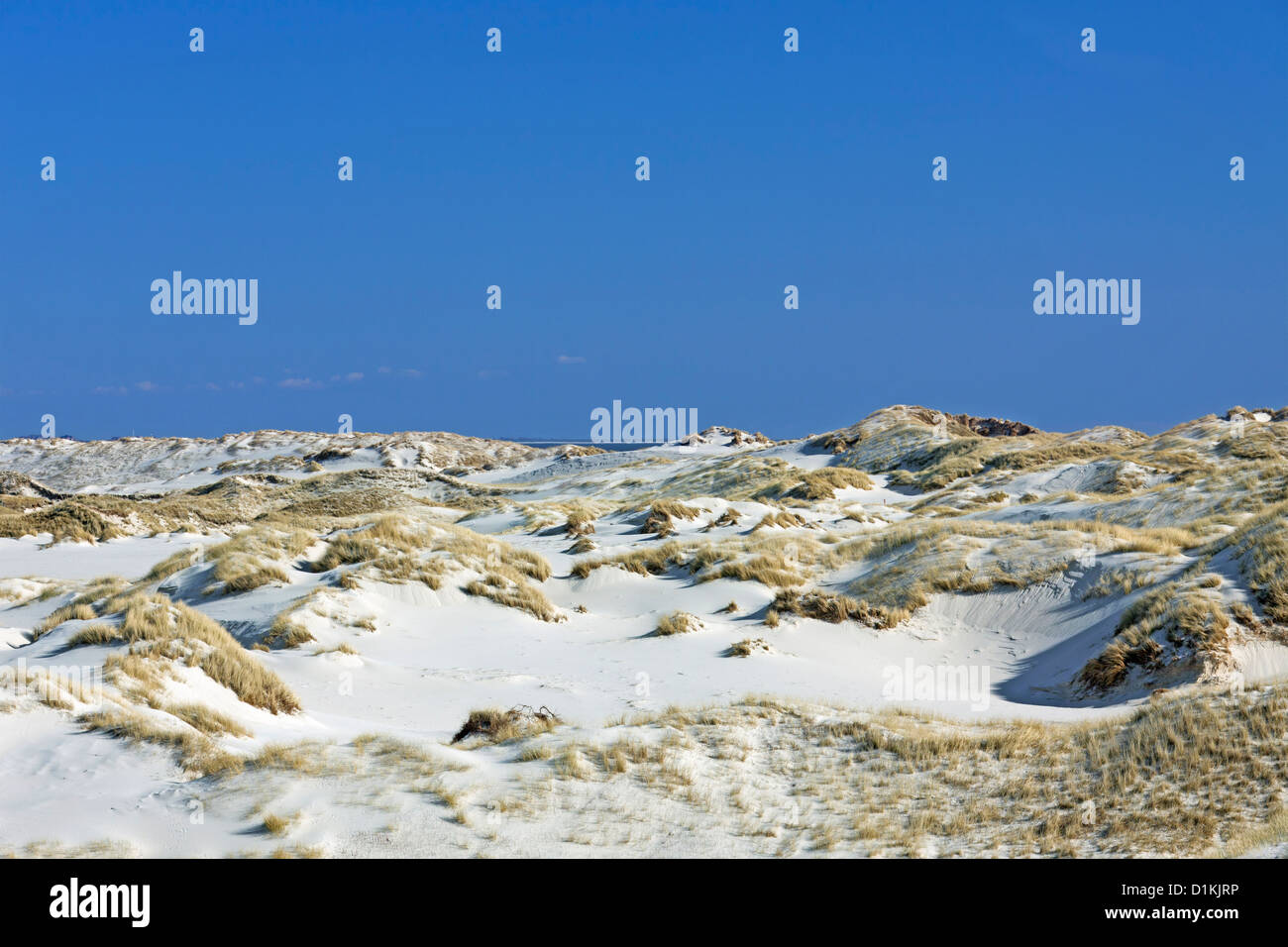 Dunes de sable avec l'ammophile à Amrum, îles frisonnes du Nord de la mer des Wadden allemande sur la côte de la mer du Nord, Allemagne Banque D'Images