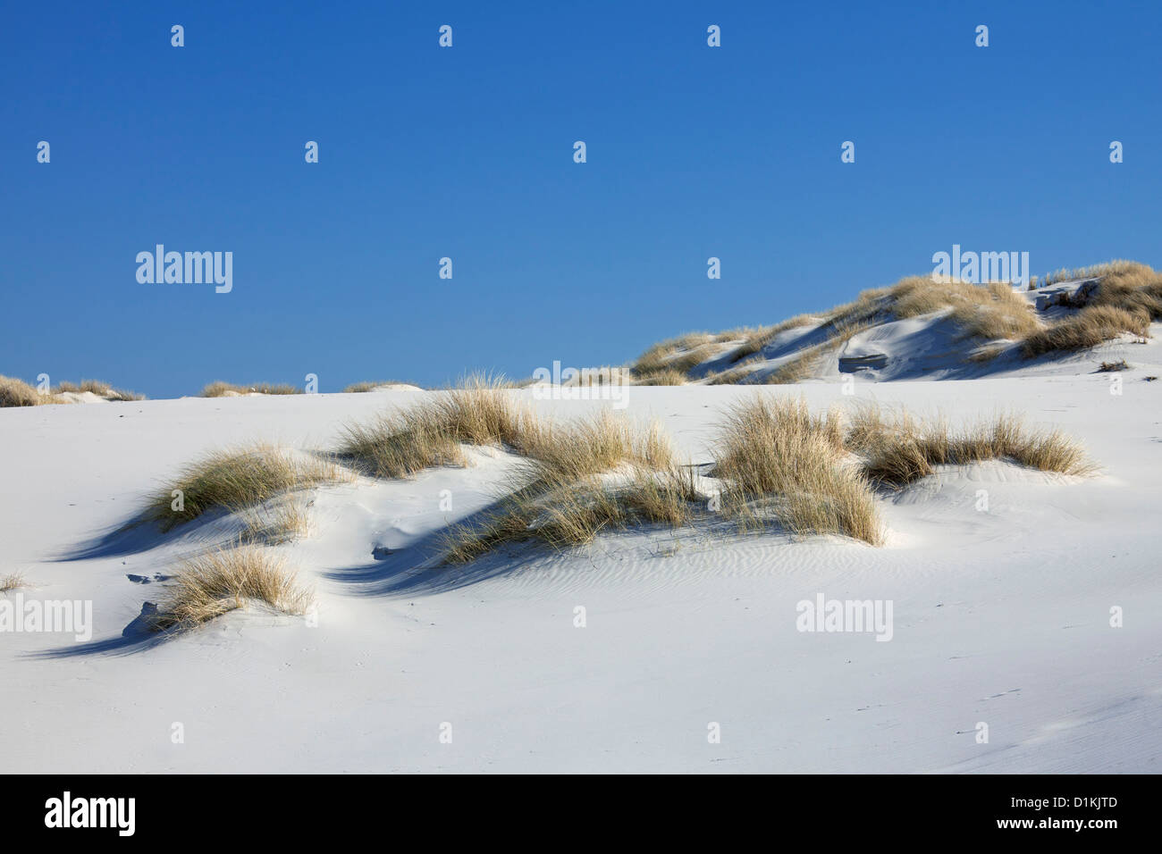 Dunes de sable avec l'ammophile à Amrum, îles frisonnes du Nord de la mer des Wadden allemande sur la côte de la mer du Nord, Allemagne Banque D'Images