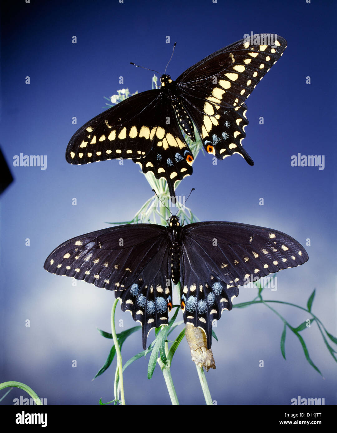 Noir de l'Est (papillon du machaon Papilio polyxenes ; Papilio polyxenes-asterius) mâle adulte (haut) et femelle (en bas) Banque D'Images