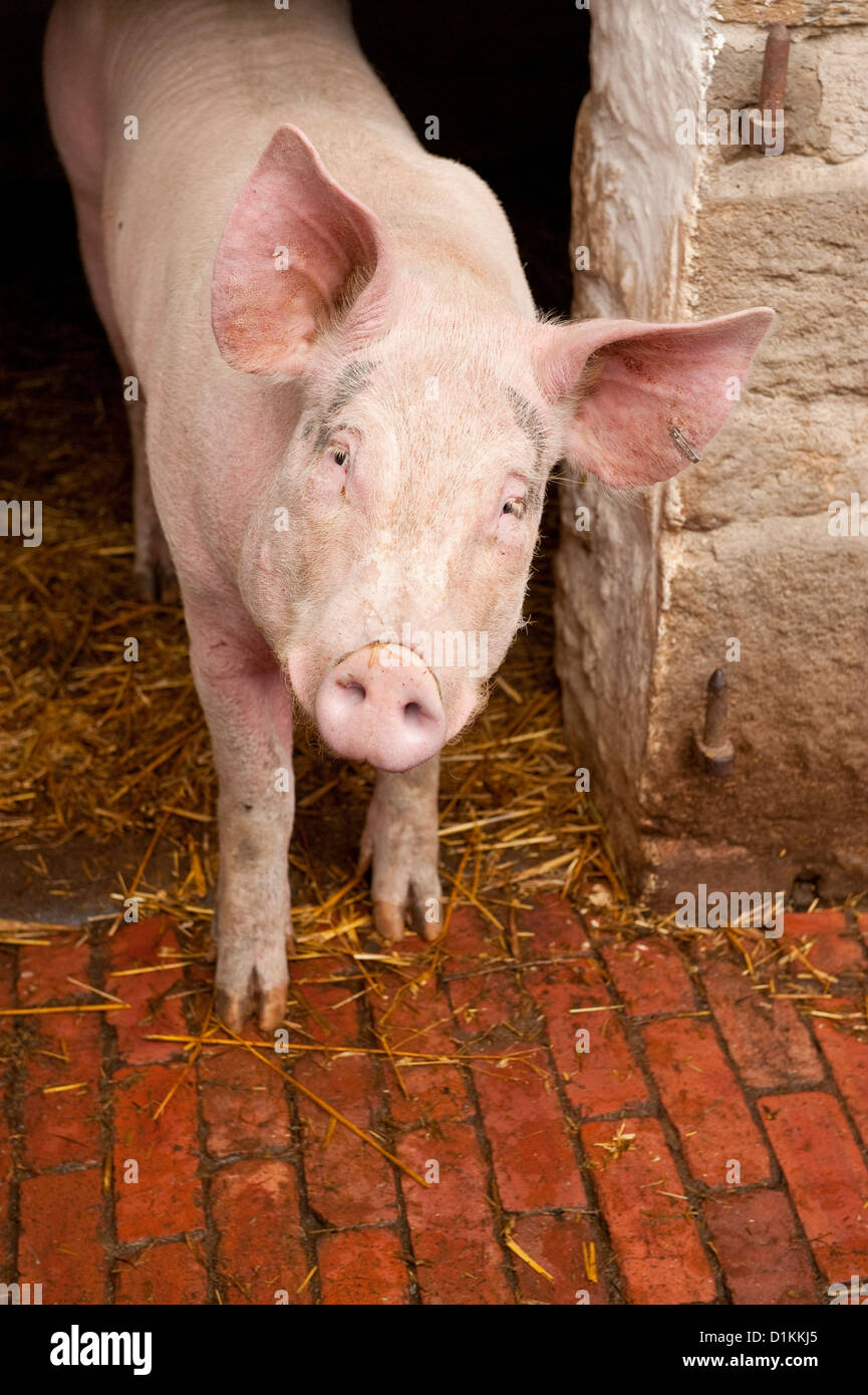 Porc cochon rose en étable à Beamish Museum. Le comté de Durham, Angleterre Banque D'Images