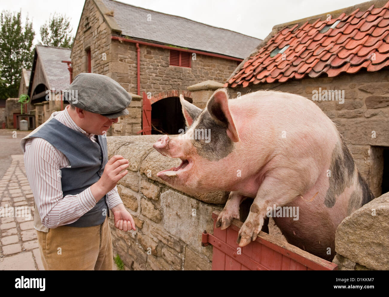 L'alimentation d'un homme grand et heureux Gloucestershire Old Spot cochon. Besmish Museum. Le comté de Durham Banque D'Images