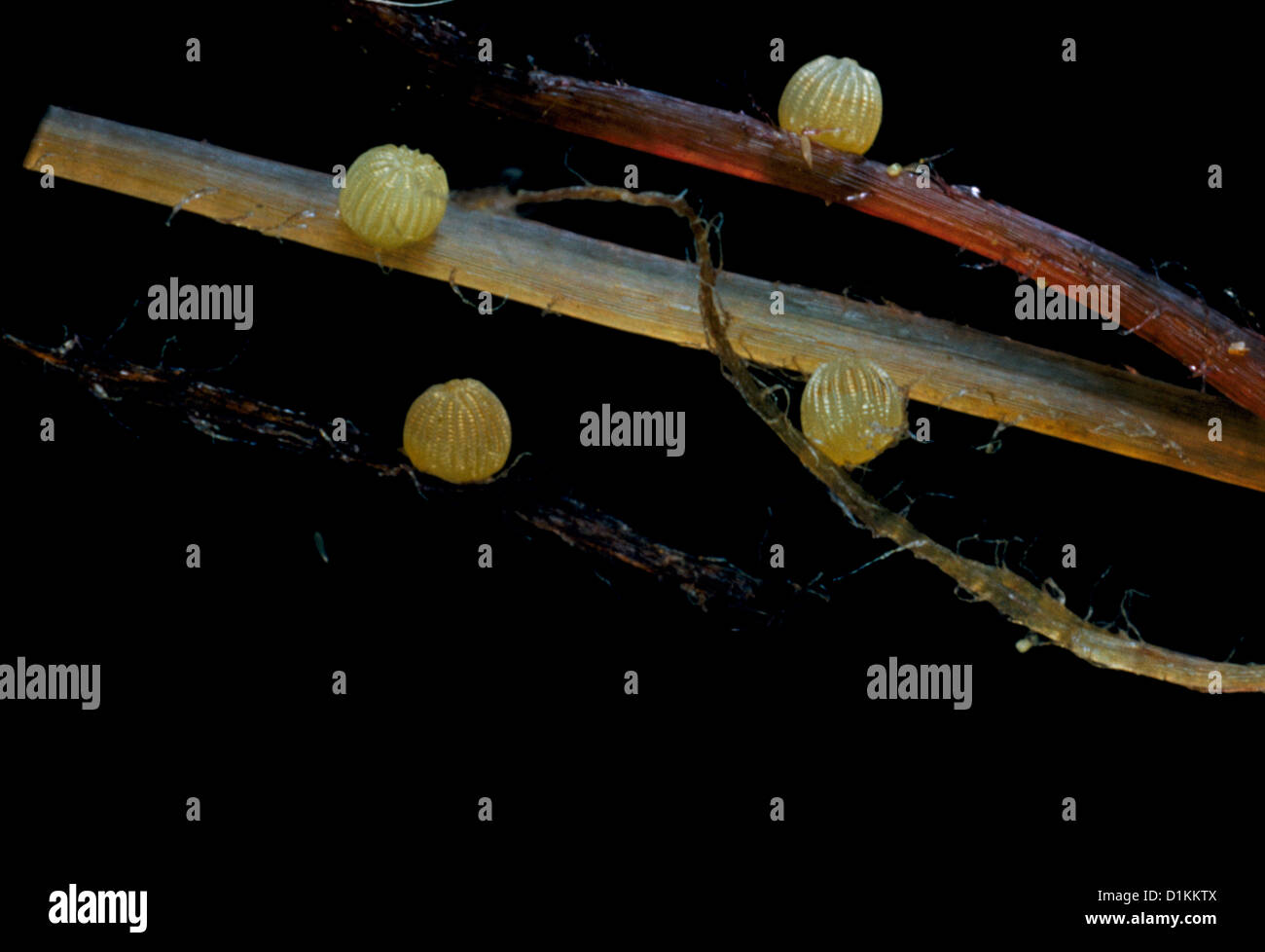 L'épi de maïs Pyrale/tomates/coton bollworm (Helicoverpa zea) Heliothis zea officiellement (Heliothis armigera) oeufs Banque D'Images