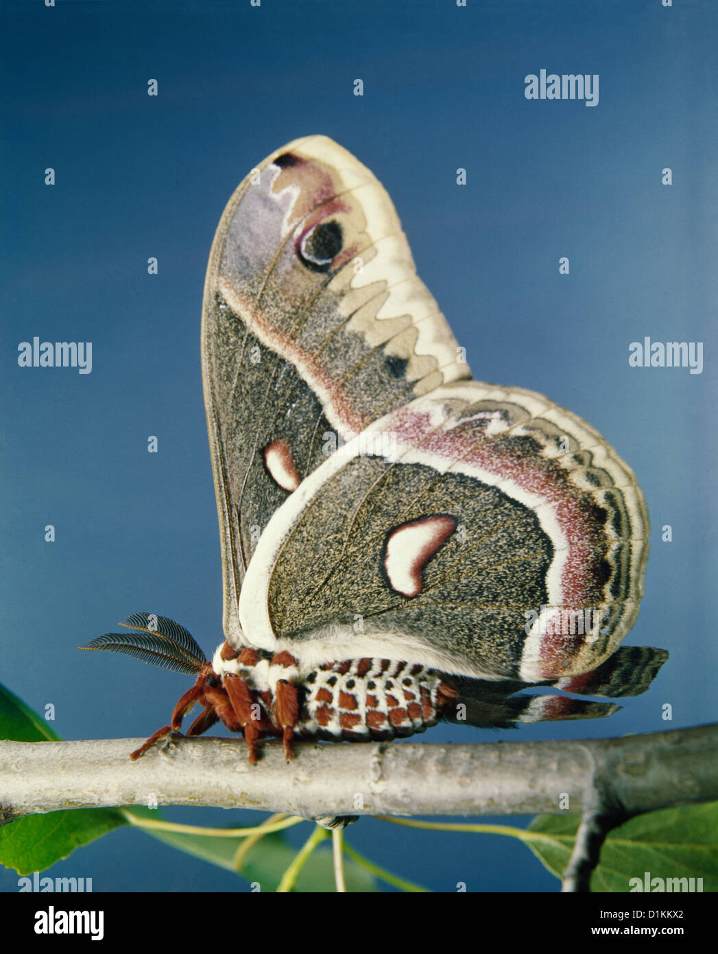 Cecropia moth robin moth hyalophora Banque de photographies et d’images ...