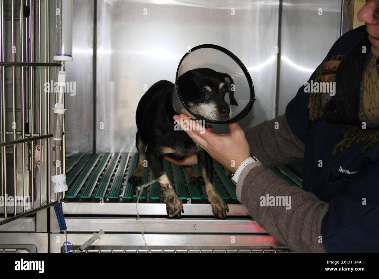 Vet vétérinaire chien chien avec un cône de protection Banque D'Images