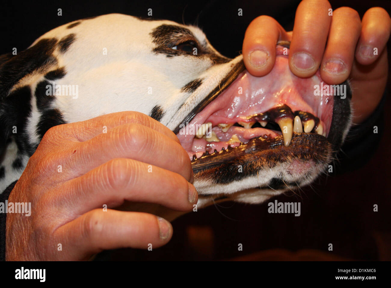Décalcifier Les Dents Banque du0027image et photos - Alamy