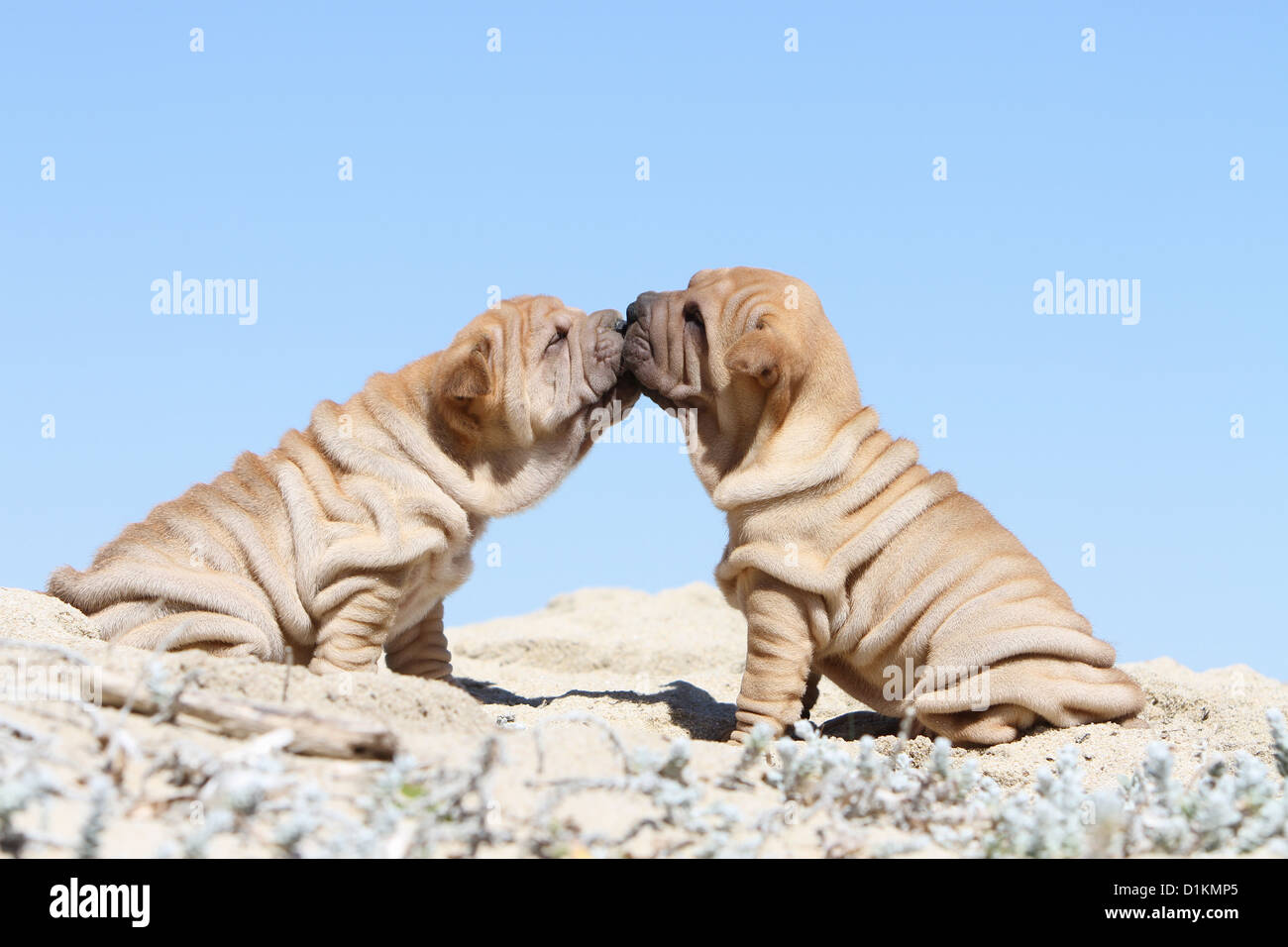 Chien Shar Pei chiots fauve ptwo qui sont des baisers Banque D'Images